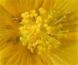  Flower-Andr. and Gyn